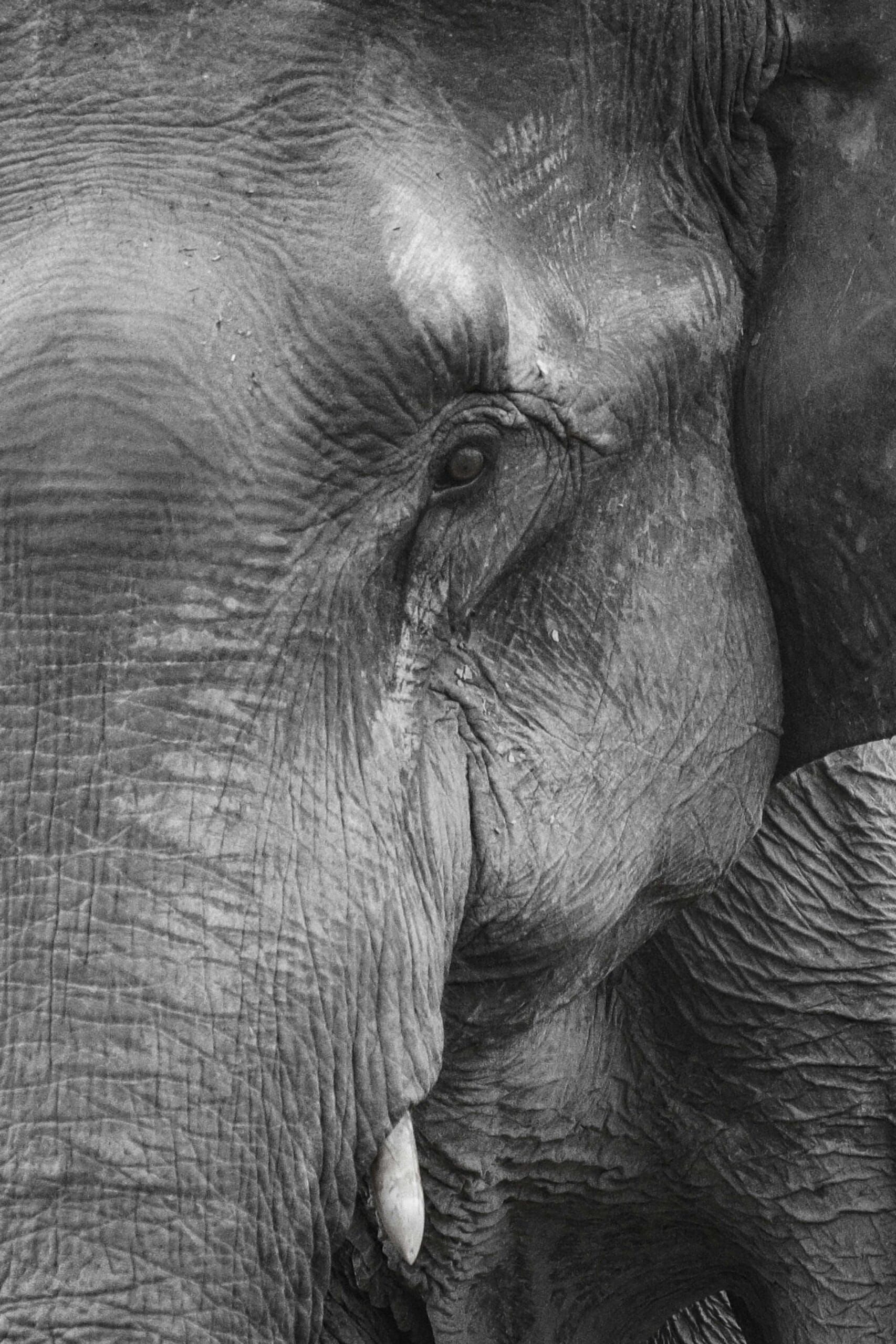 Ethical safari tourism practices 1 Monochrome close-up of an elephant highlighting its textured skin.