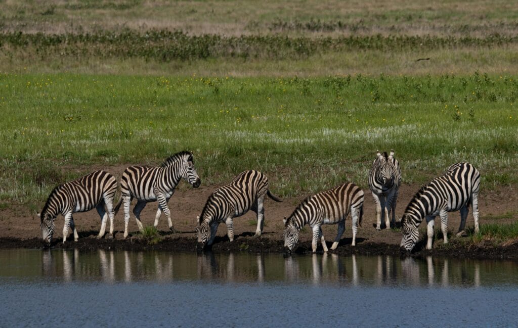 3-Day Fly-In Safari: Serengeti and Beyond 3 A group of zebras drinking at a waterhole in the lush grasslands of South Africa.