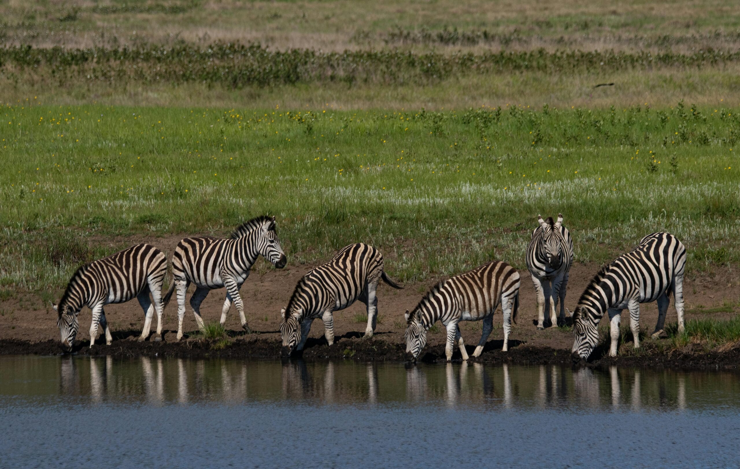 A group of zebras drinking at a waterhole in the lush grasslands of South Africa.