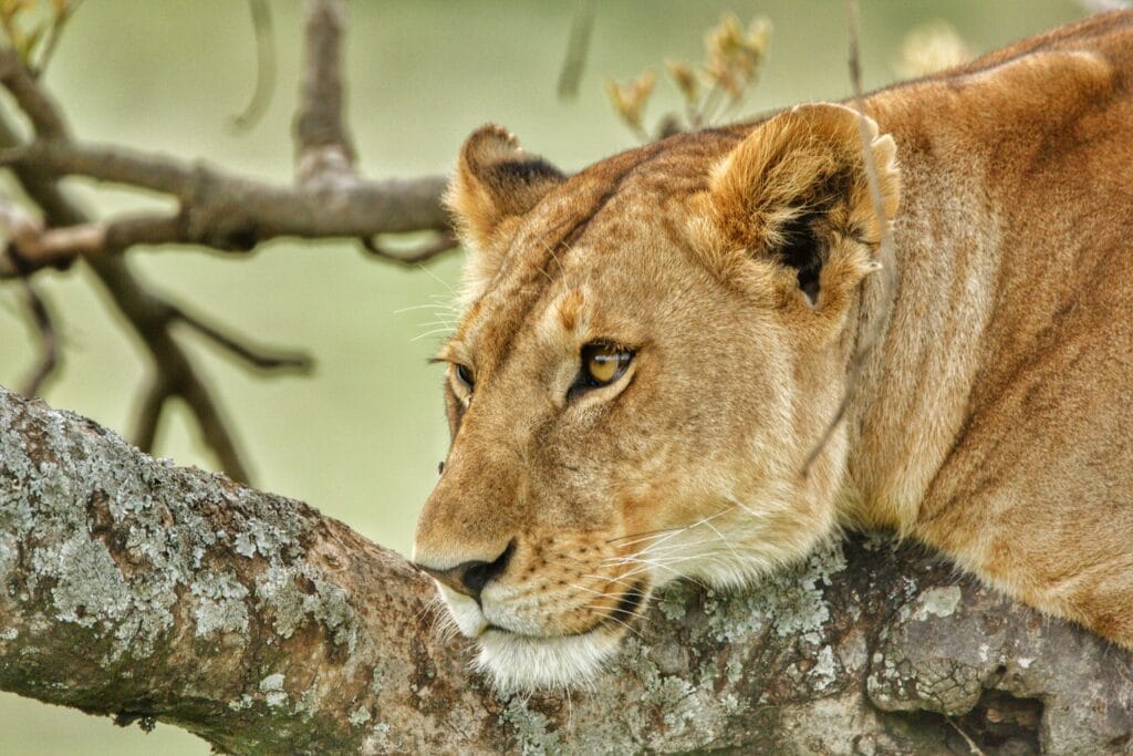 Summer safari deals in Serengeti 15 Close-up of a lioness resting on a tree branch, showcasing her majestic presence in the wild.
