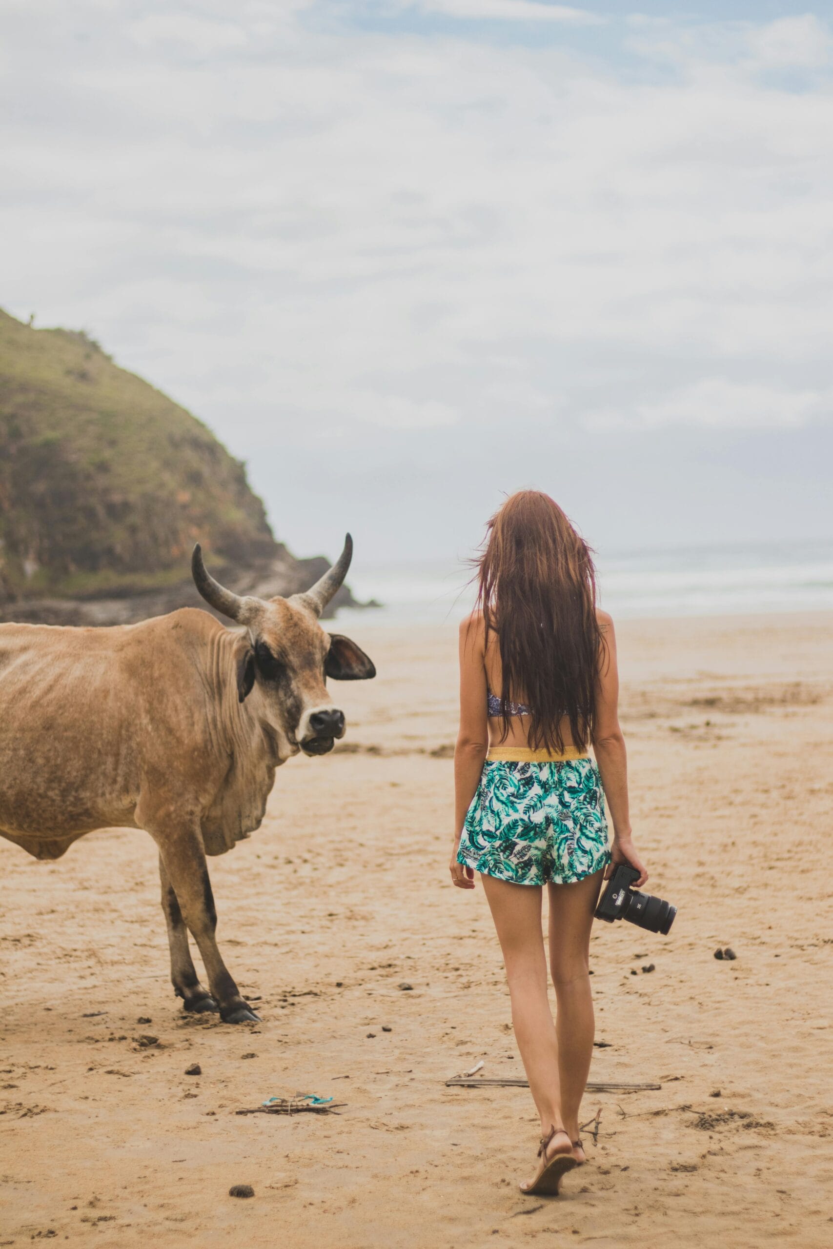 Beach and safari packages in Zanzibar 1 A woman with a camera walks along a beach in South Africa, approaching a cow by the shore.