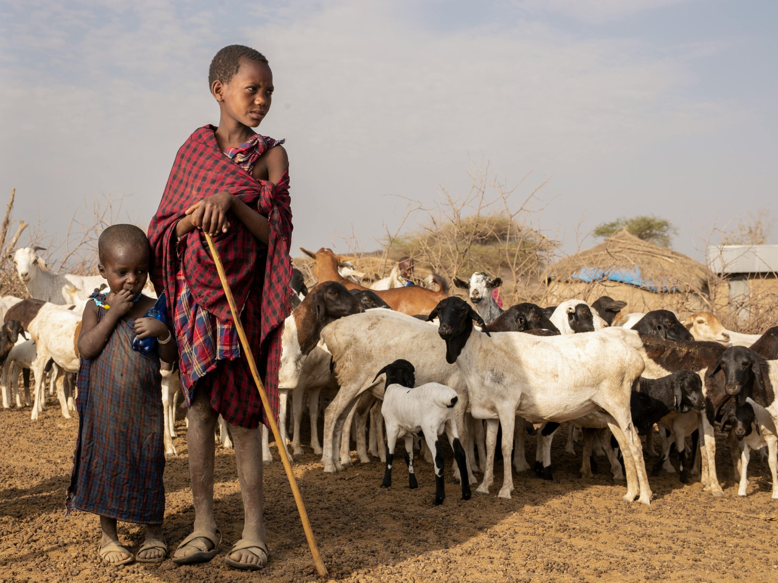 Two young Maasai boys handling goats in a rural area of Arusha, Tanzania.