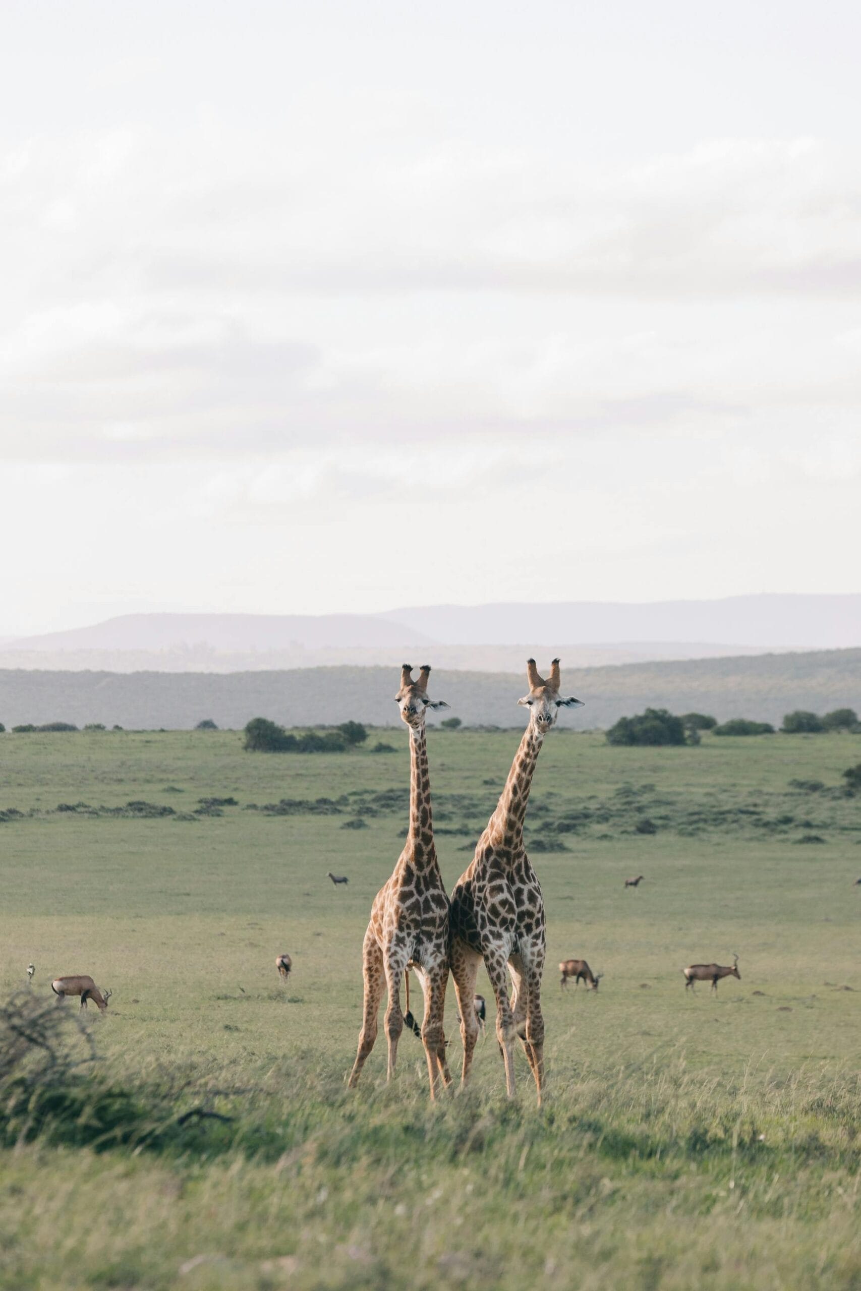 Experiencing Tanzania’s Natural Wonders on Safari 1 Two giraffes standing in a vast green savannah, surrounded by wildlife.
