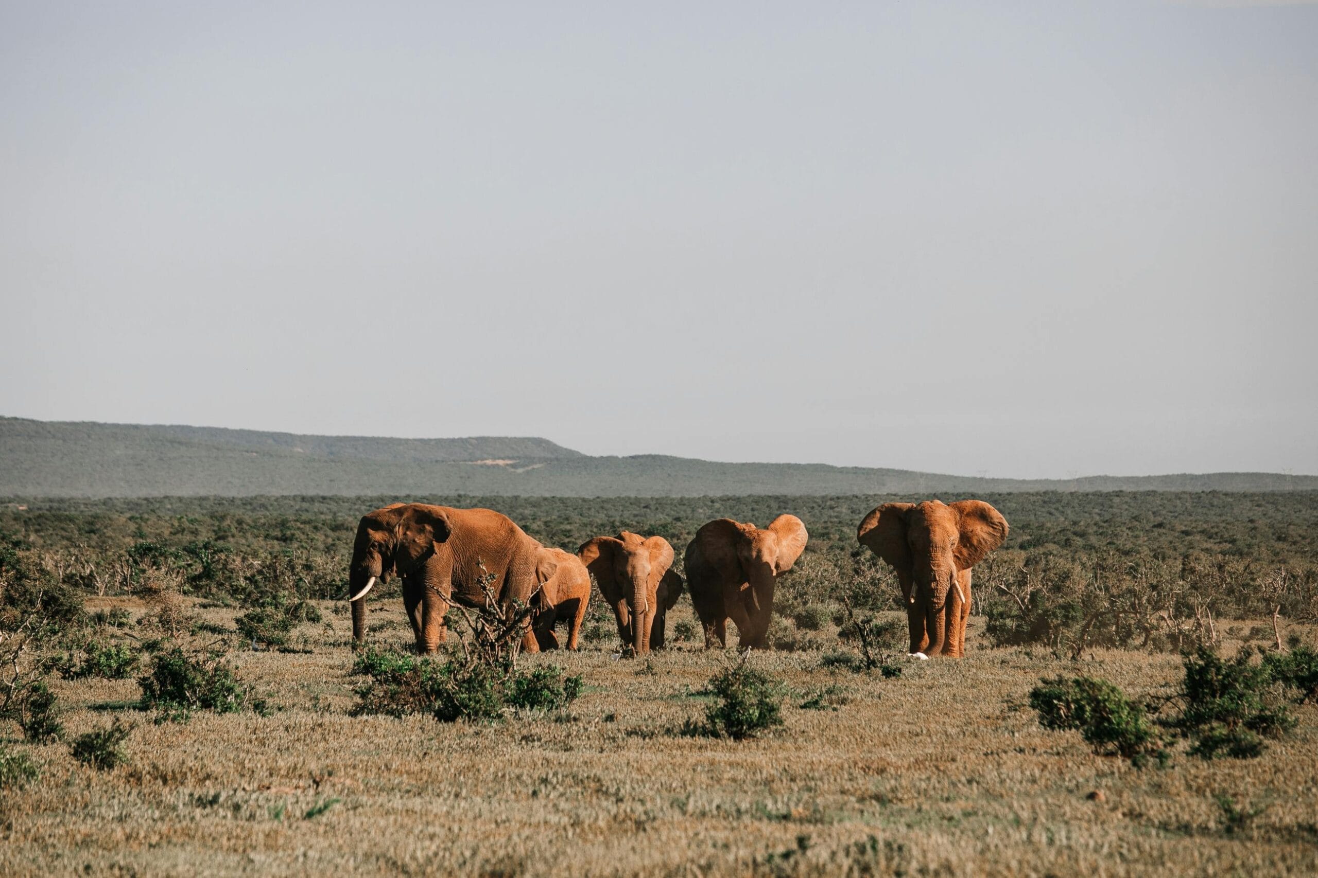 A herd of African elephants grazing on a sunlit savanna, showcasing wildlife in their natural habitat.