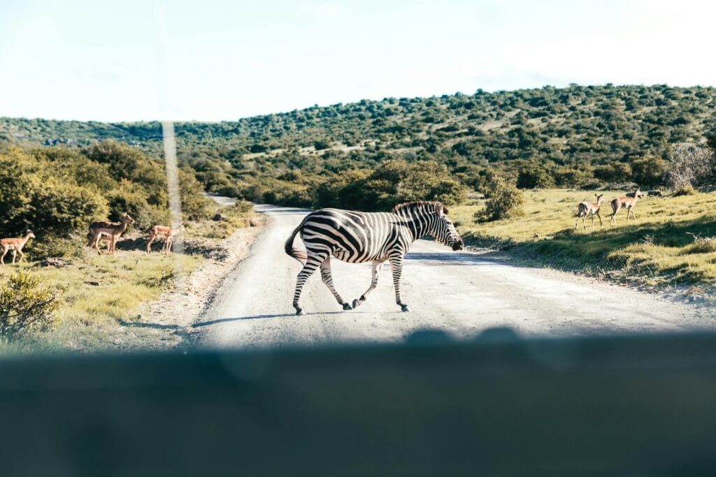 View from inside vehicle of zebra and herd of antelopes strolling on roadway and grass hills in sunlight