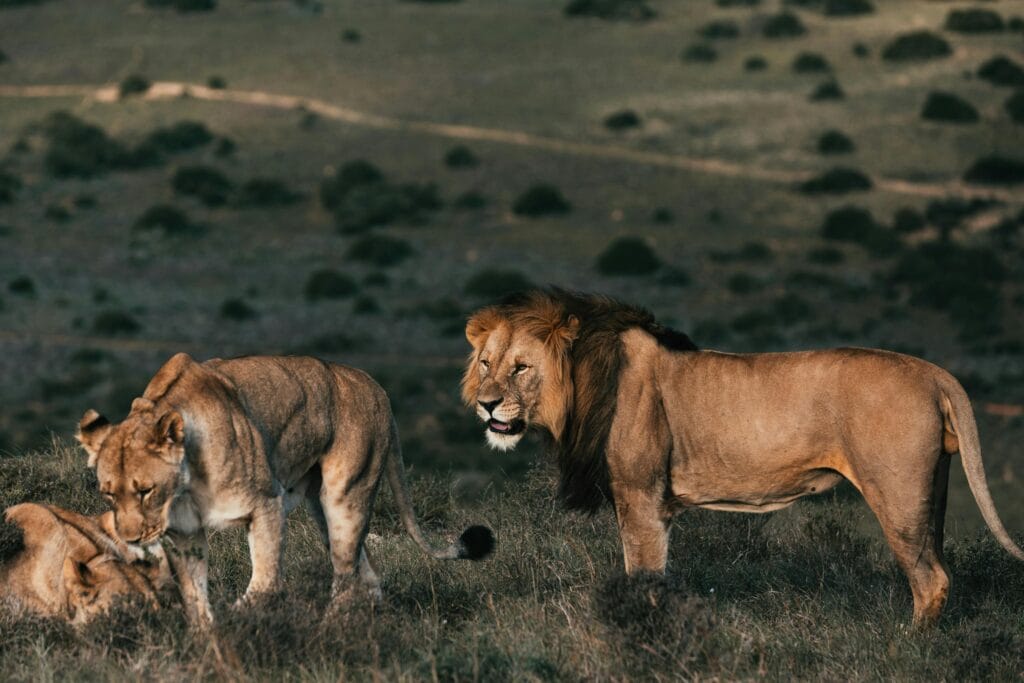 A powerful pride of lions, including lionesses, explores the African savanna under the sun.