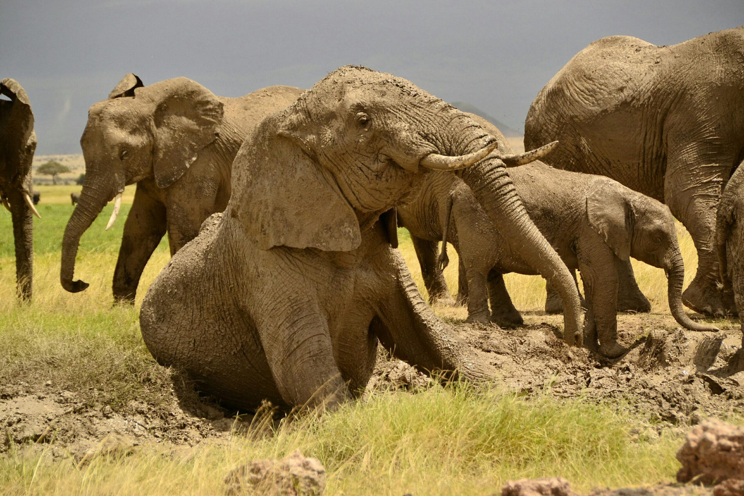 Group of African elephants enjoying a mud bath in Tanzania's savannah.