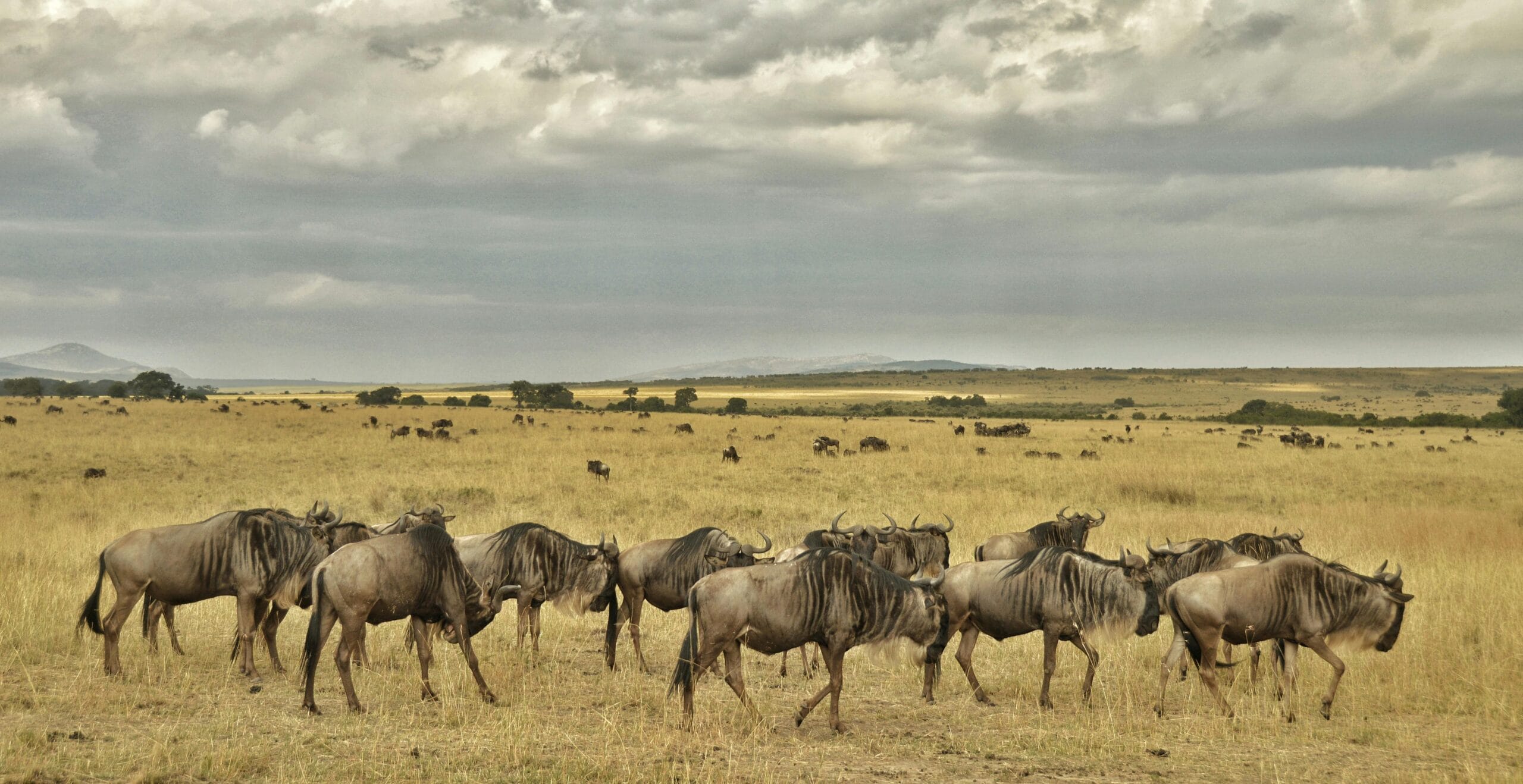 9-Day Photography Safari: Capture the Great Migration 1 A herd of wildebeest grazing in Tanzania's Serengeti National Park under a cloudy sky.