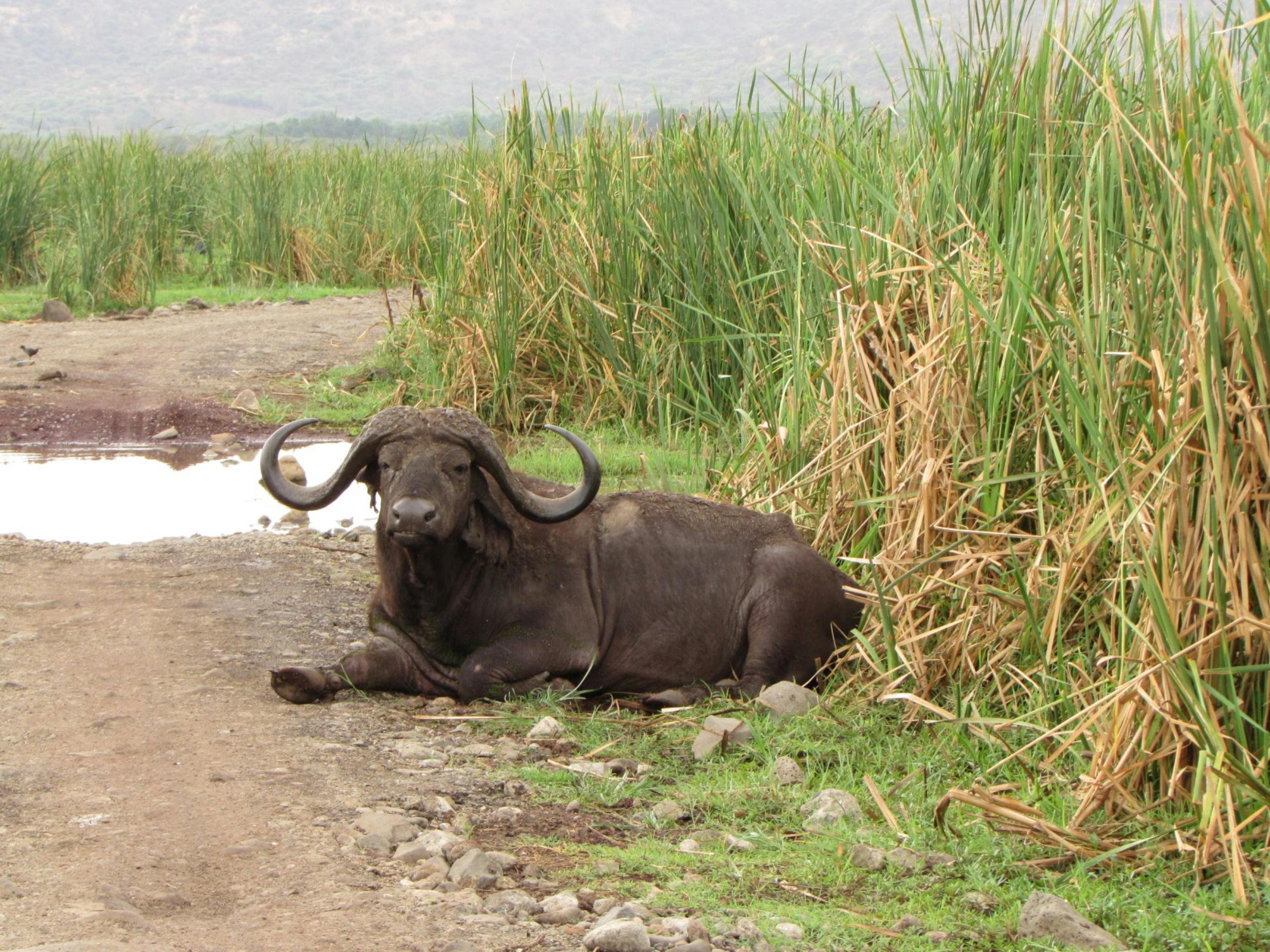 A wild African Cape buffalo resting amidst the grasslands of Tanzania.