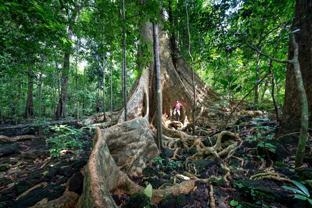 Arusha National Park guide 9 Explore the vast green rainforest with giant trees in Cat Tien National Park.