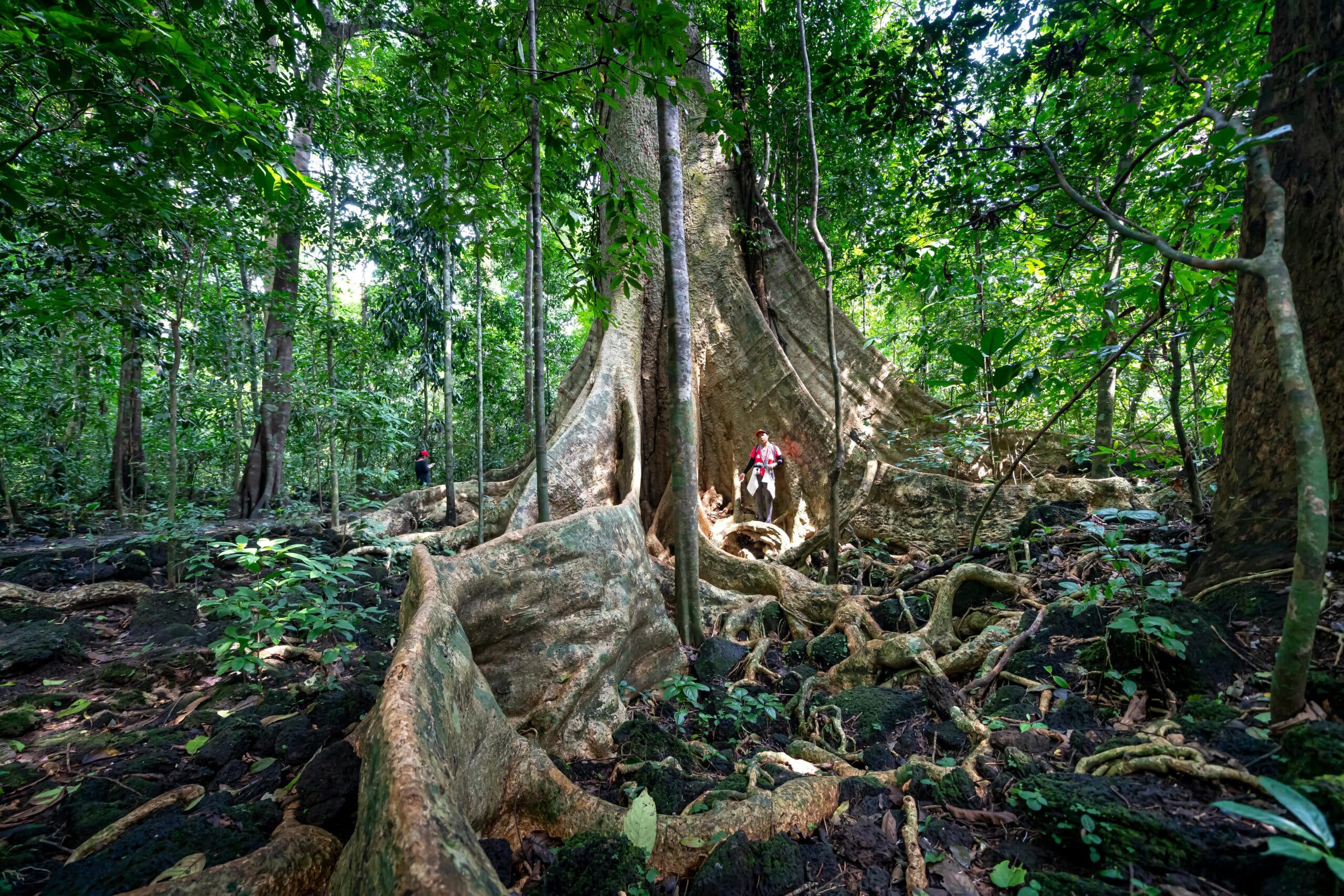 Explore the vast green rainforest with giant trees in Cat Tien National Park.