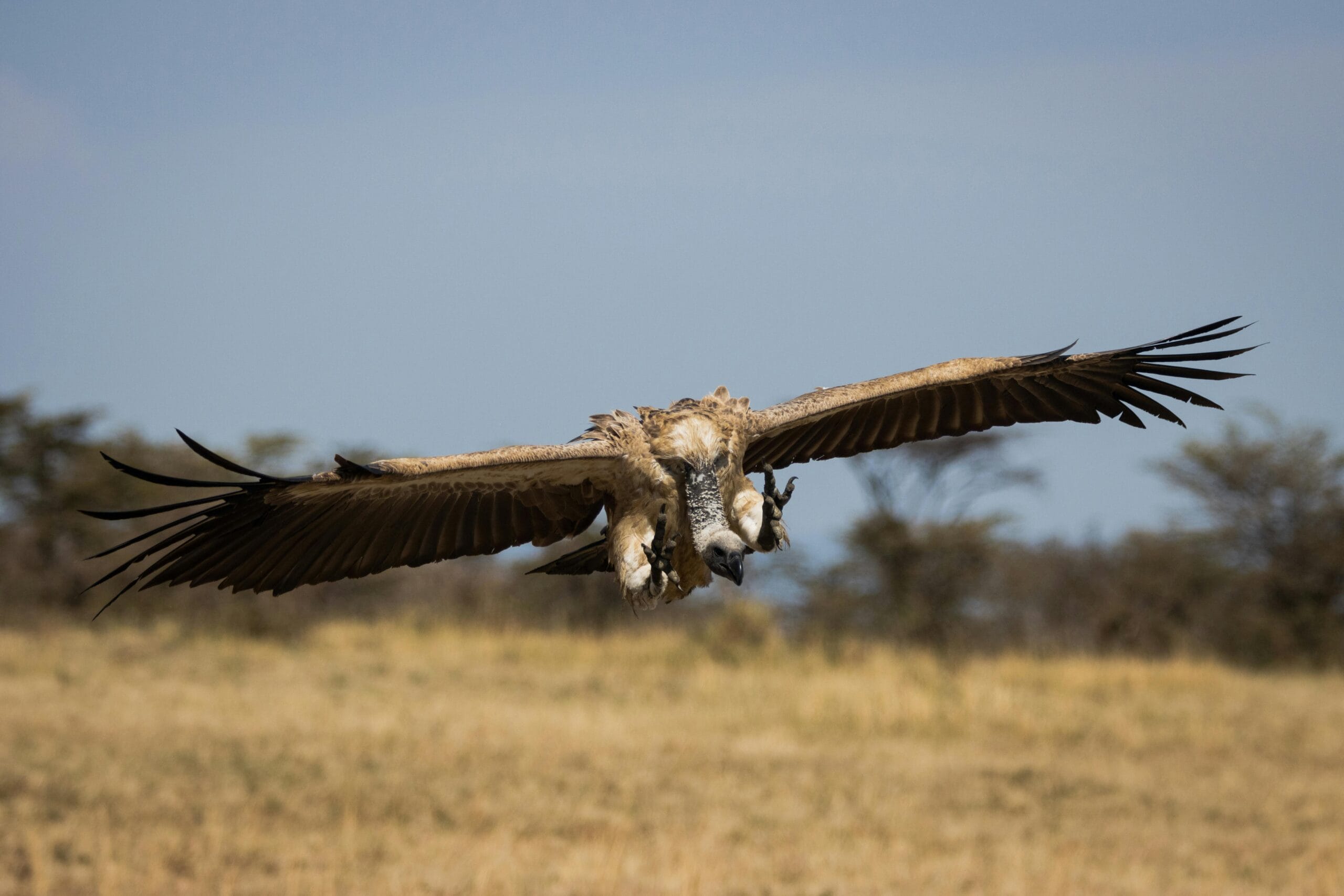 Magnificent vulture soaring over the savanna of Nakuru County, Kenya.