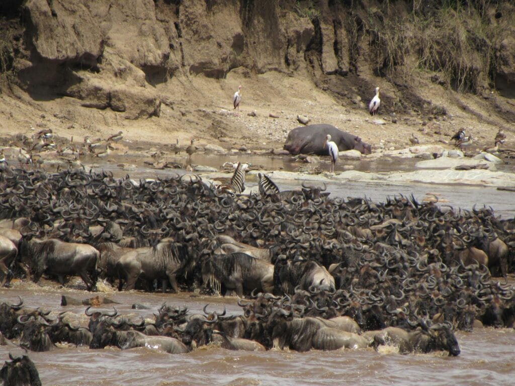 Great Migration Viewing Times: When to Witness the World’s Greatest Wildlife Show 13 A dramatic scene of wildebeest crossing a river during the great migration in Africa.
