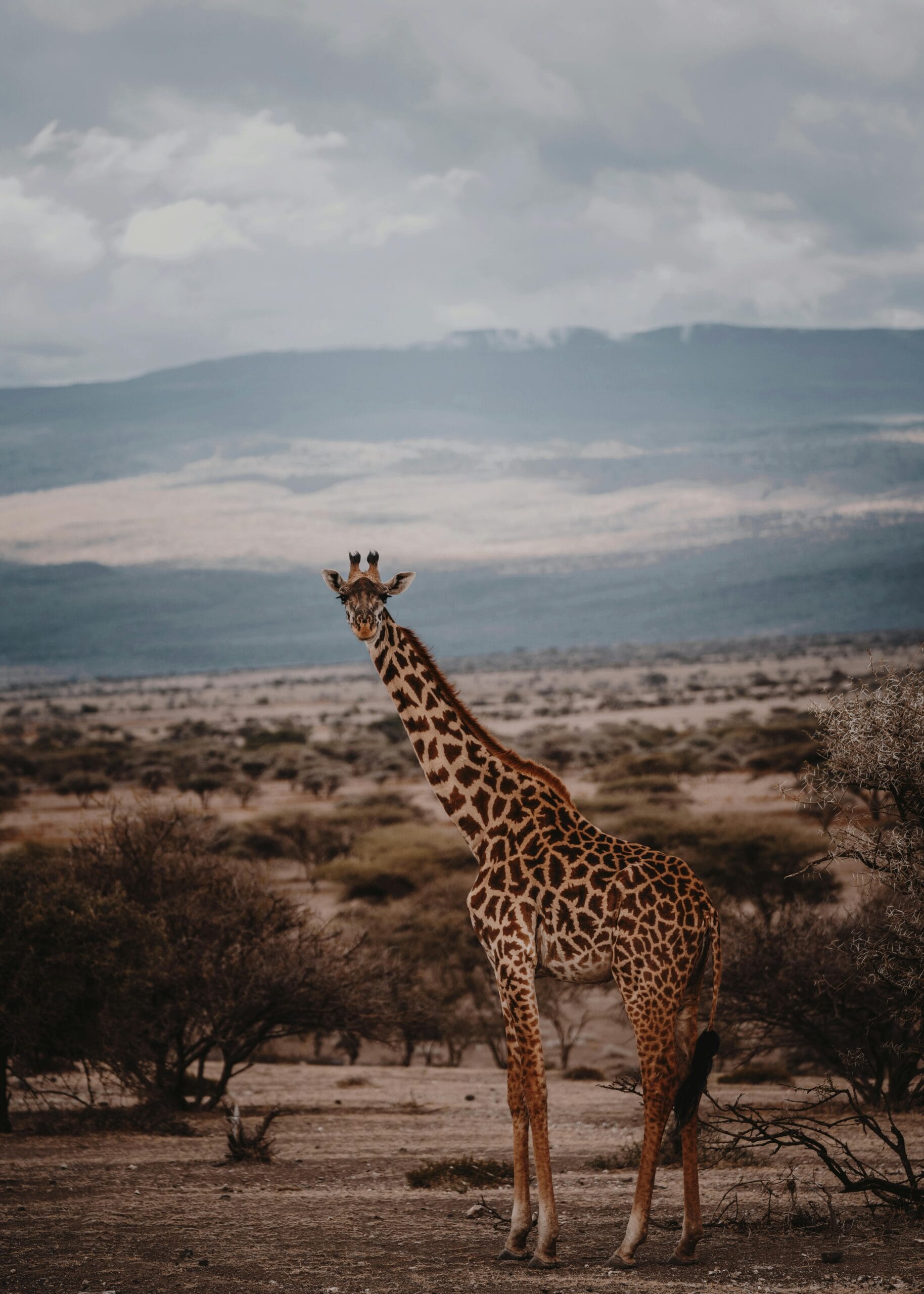 Serengeti Wildlife Viewing Seasons: The Best Times to Visit for Unforgettable Safari Experiences 1 A stunning giraffe stands tall in the Serengeti's expansive savanna, set against a dramatic sunset backdrop.