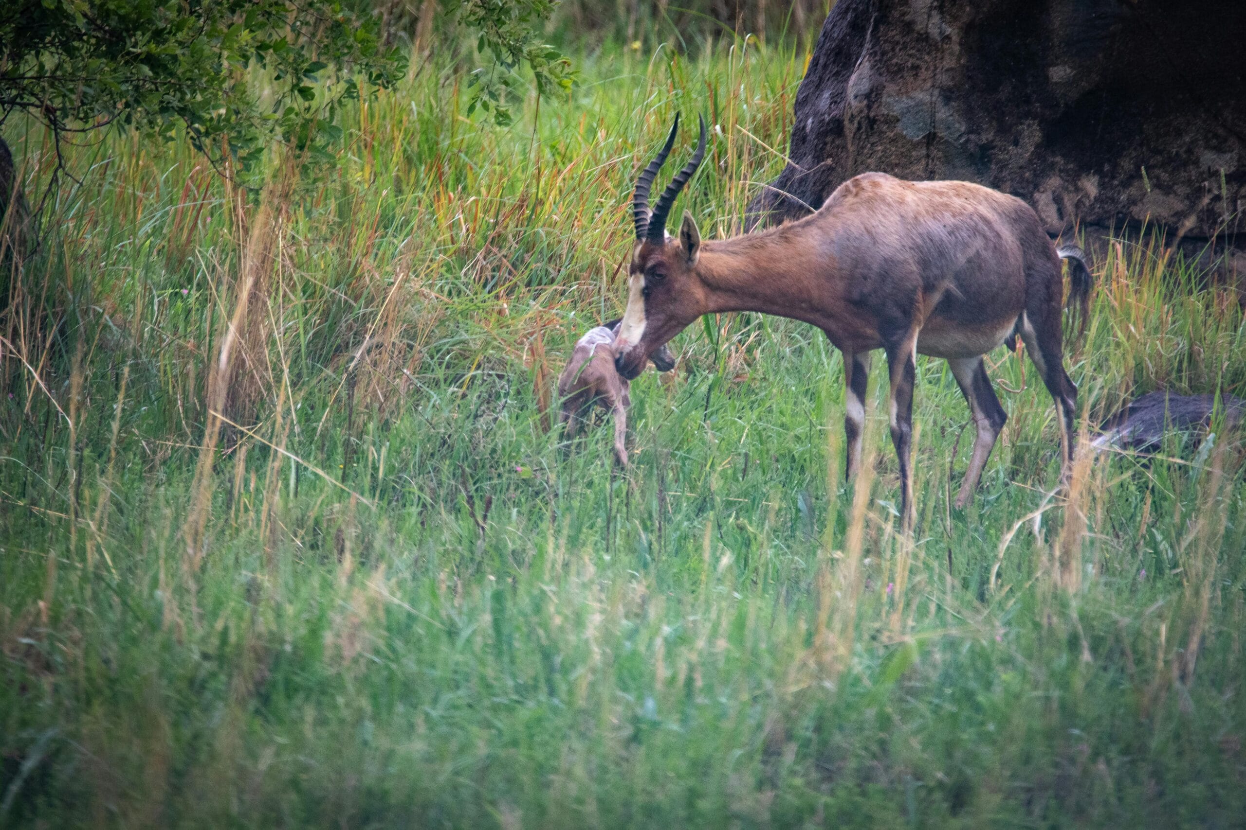 A mother antelope with her newborn calf in a lush grassland environment, showcasing wildlife behavior and nature.