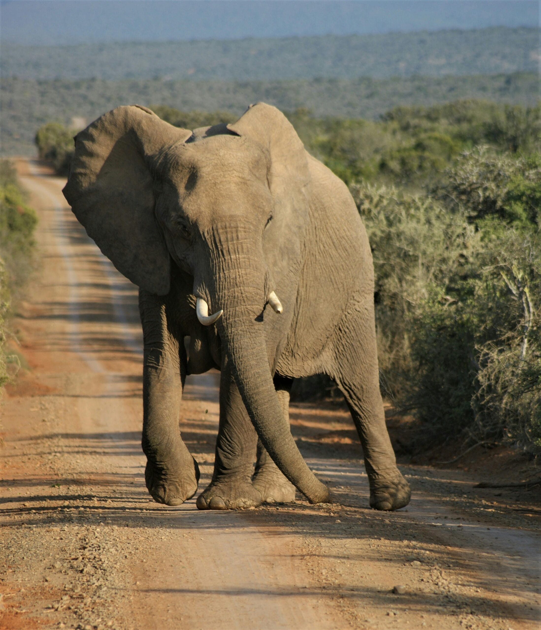 Budget African Safari 1 A lone African elephant walks down a dirt road in a serene safari landscape.