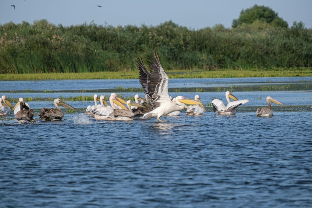 A dynamic capture of pelicans gathering on the Danube River in Mahmudia, showcasing their natural habitat.