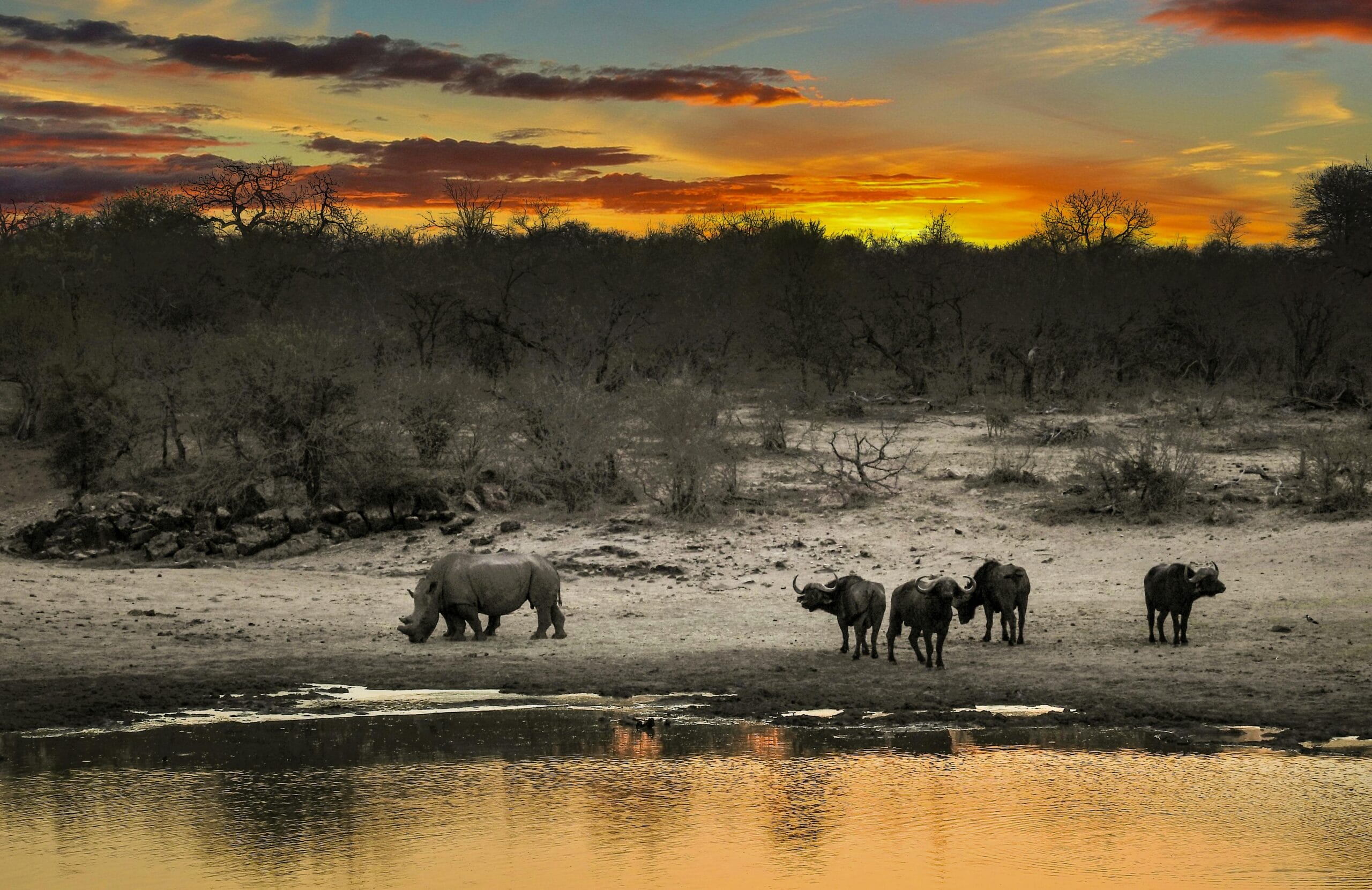 African buffalo and a rhino by a waterhole during sunset in Kruger Park.