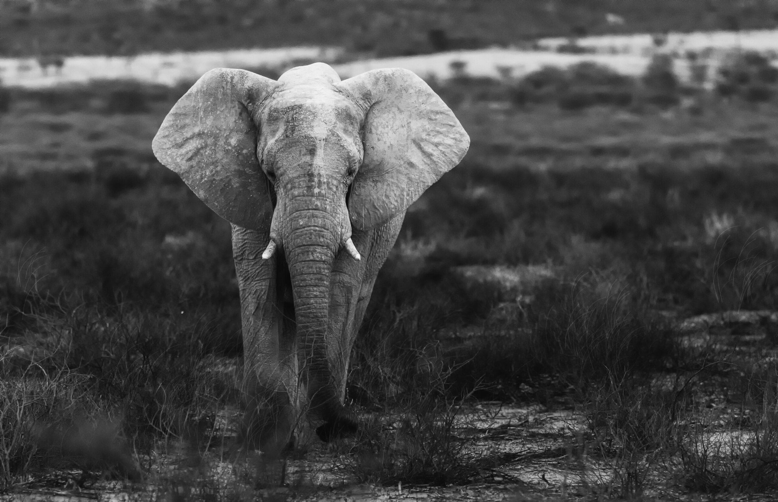 Black and white image of an elephant in Namibia's Khomas Region.