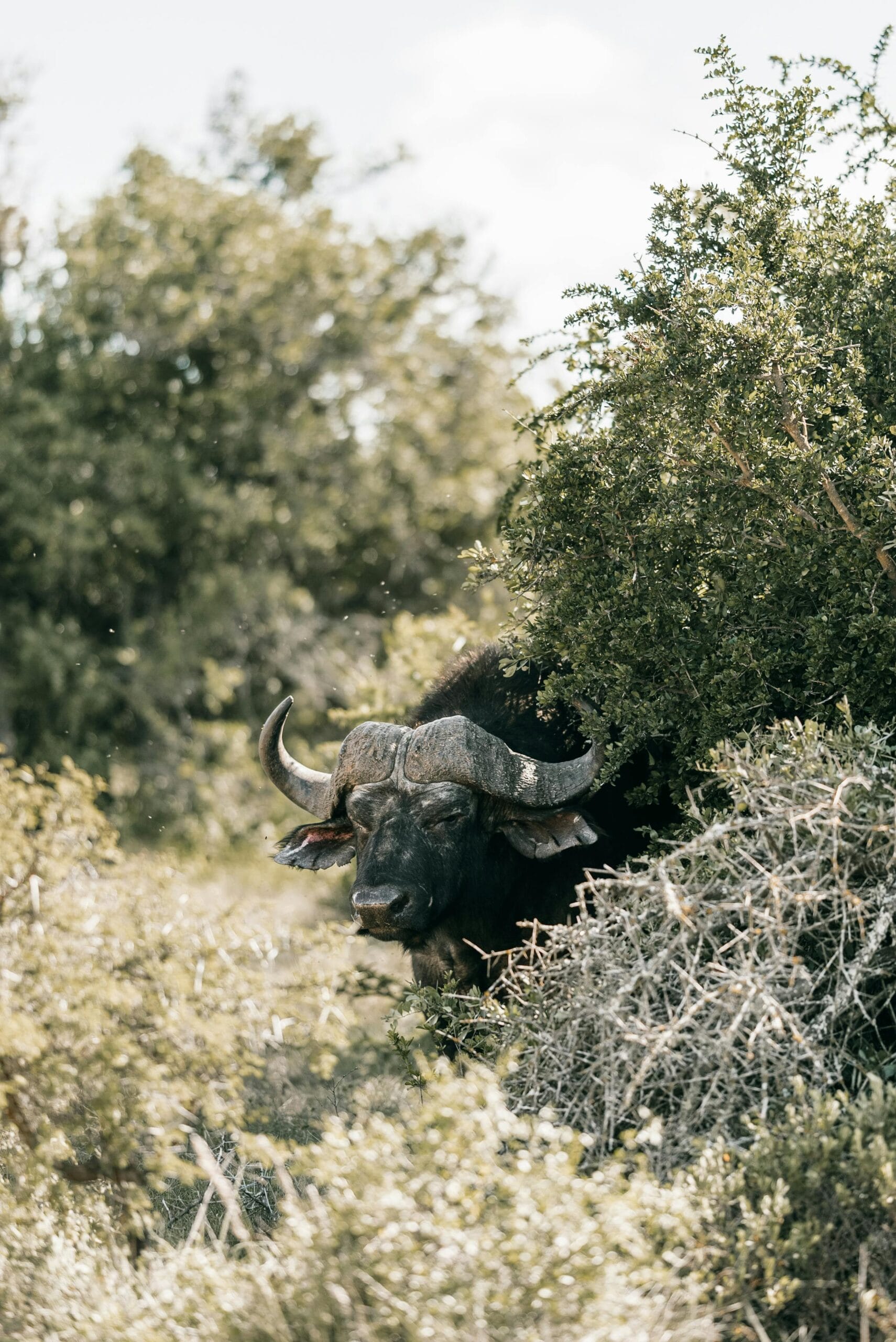 3-Day Big Five Safari: Ngorongoro, Tarangire & Manyara 1 Cape buffalo partially hidden behind bushes, showcasing its natural habitat in South Africa.