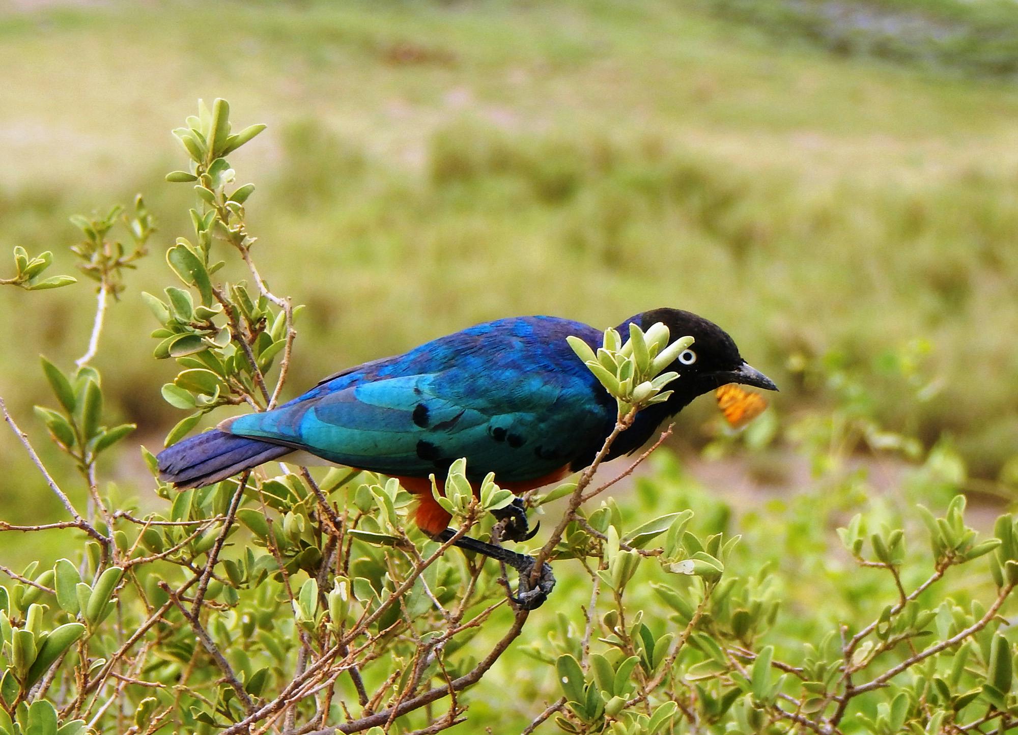 A colorful Superb Starling (Lamprotornis superbus) perched on a bush in Kenya, showcasing its vibrant plumage in a natural setting.