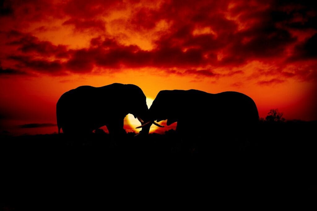 Two-week safari itinerary in Tanzania 17 Stunning silhouette of African elephants against a vibrant sunset in Tanzania.