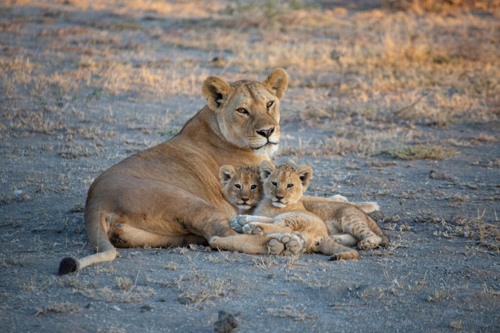 Affordable Tanzania Safari Itinerary: Budget-Friendly Adventure in Tanzania 9 A serene image of a lioness cuddling with her cubs in the Tanzanian savanna, showcasing wildlife intimacy.