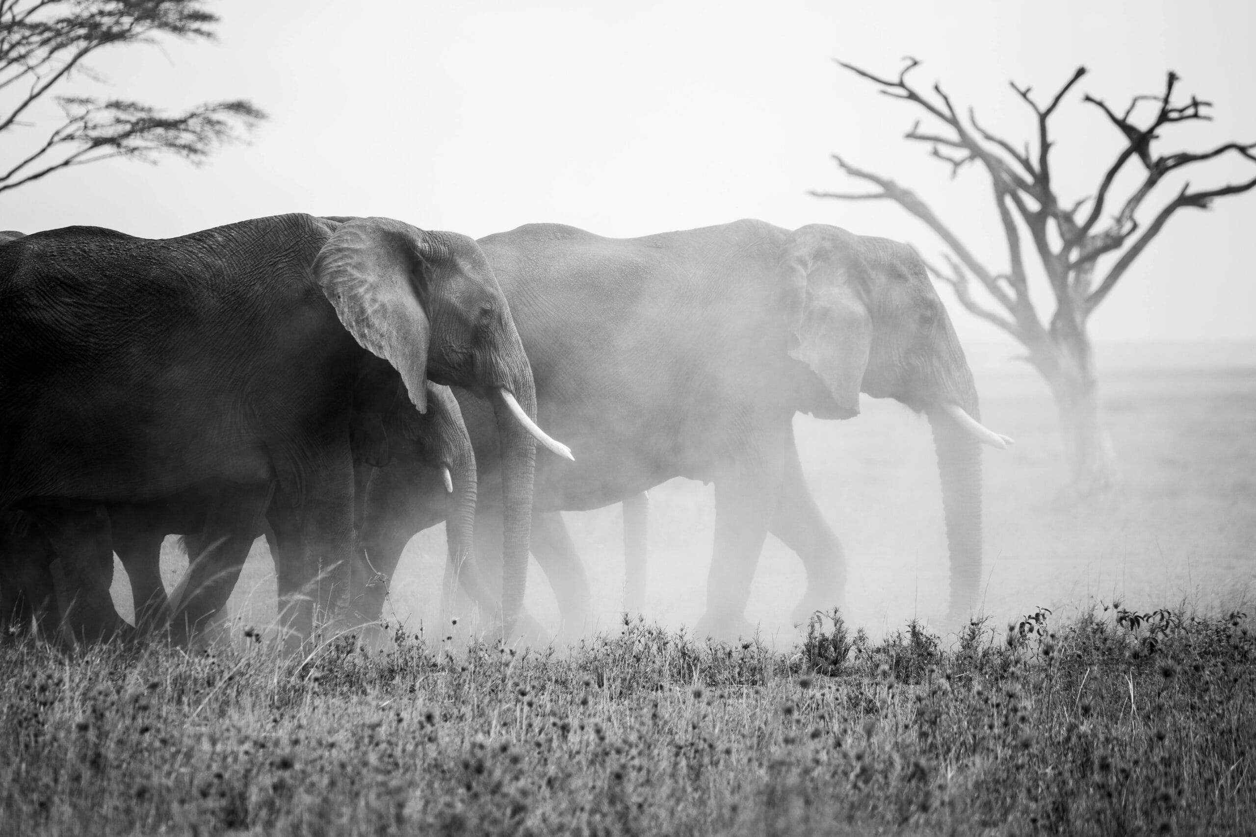 Black and white photo of African elephants walking through the grasslands of Tanzania.