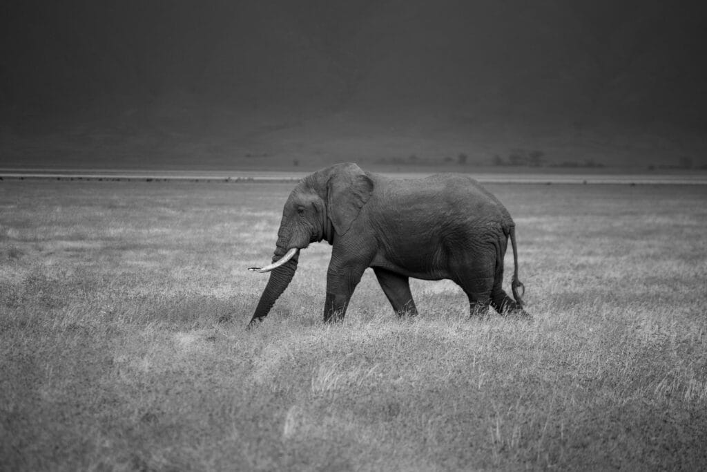 4-Day Mid-Range Safari with Optional Zanzibar Extension 9 A serene black and white image of an African elephant walking through the grasslands of Tanzania.