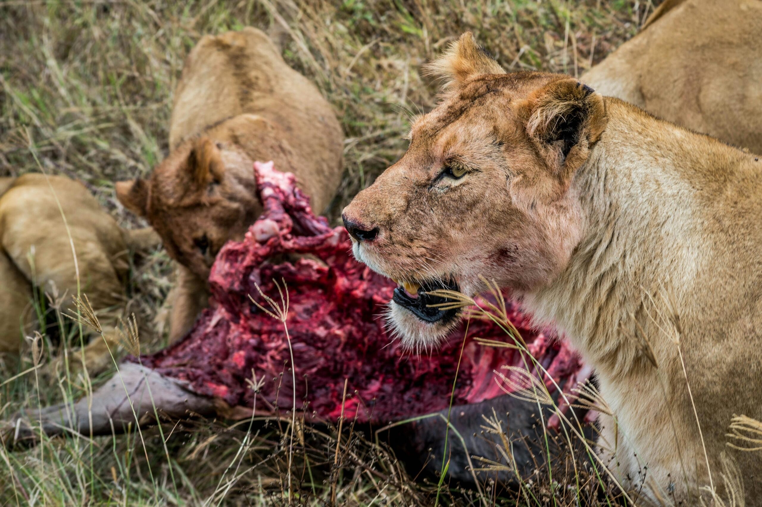 A pride of lions feeding on prey in Tanzania's Arusha Region, showcasing African wildlife dynamics.