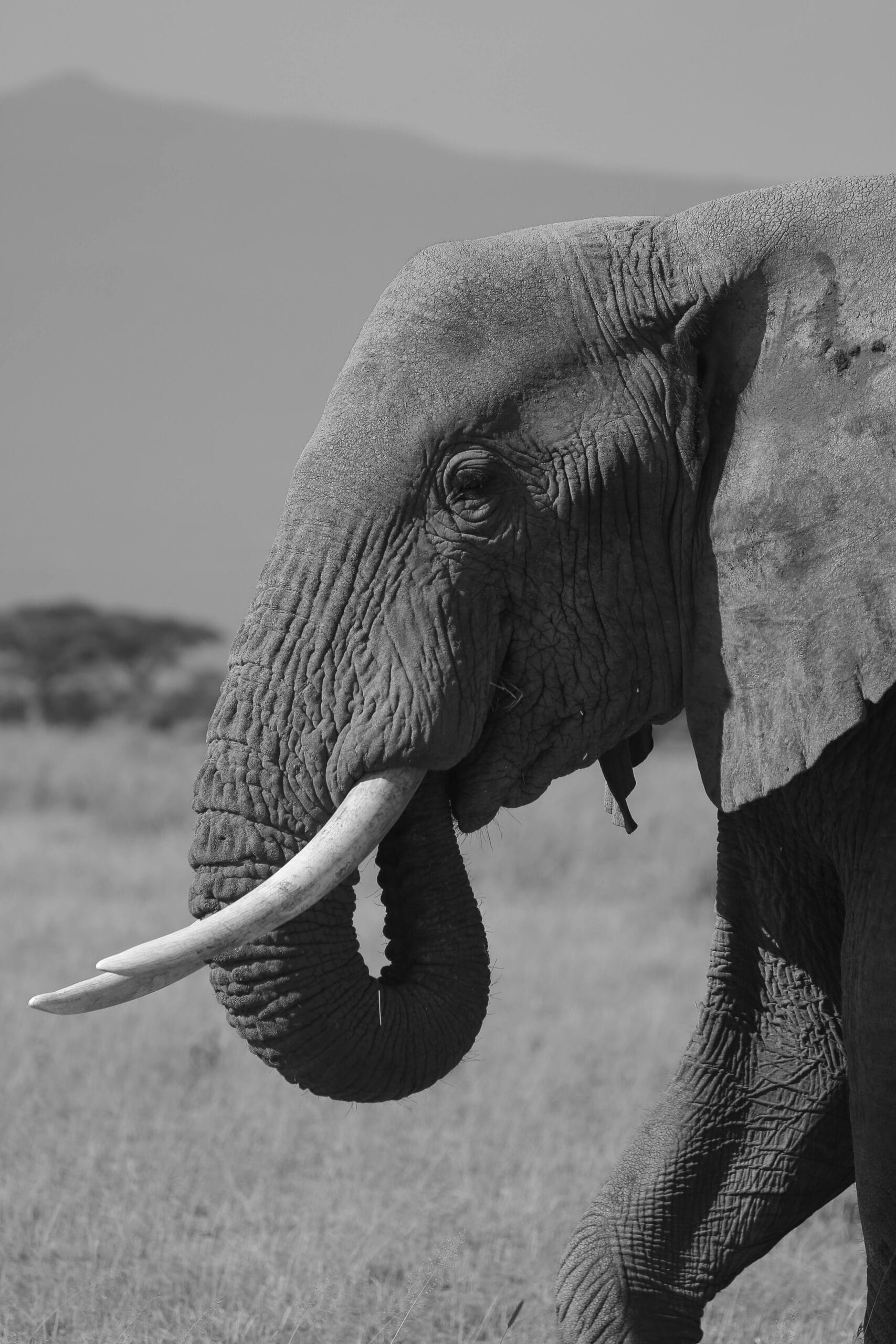 Detailed guide to Southern Circuit safari 1 A majestic African elephant captured in a striking black and white portrait, showcasing wildlife elegance.