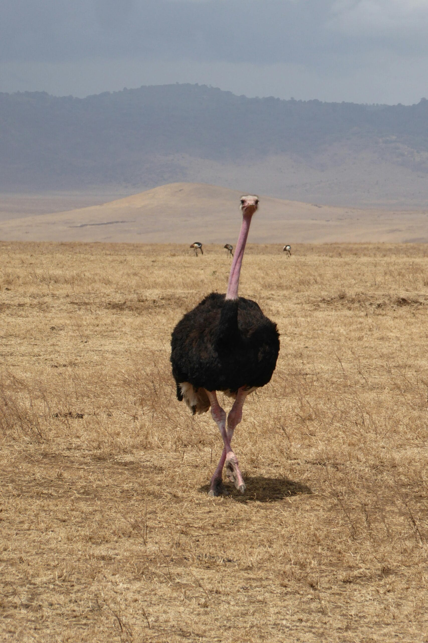 Why visit Ngorongoro Crater 1 Capture of a wild ostrich roaming the expansive grasslands of Arusha, Tanzania.