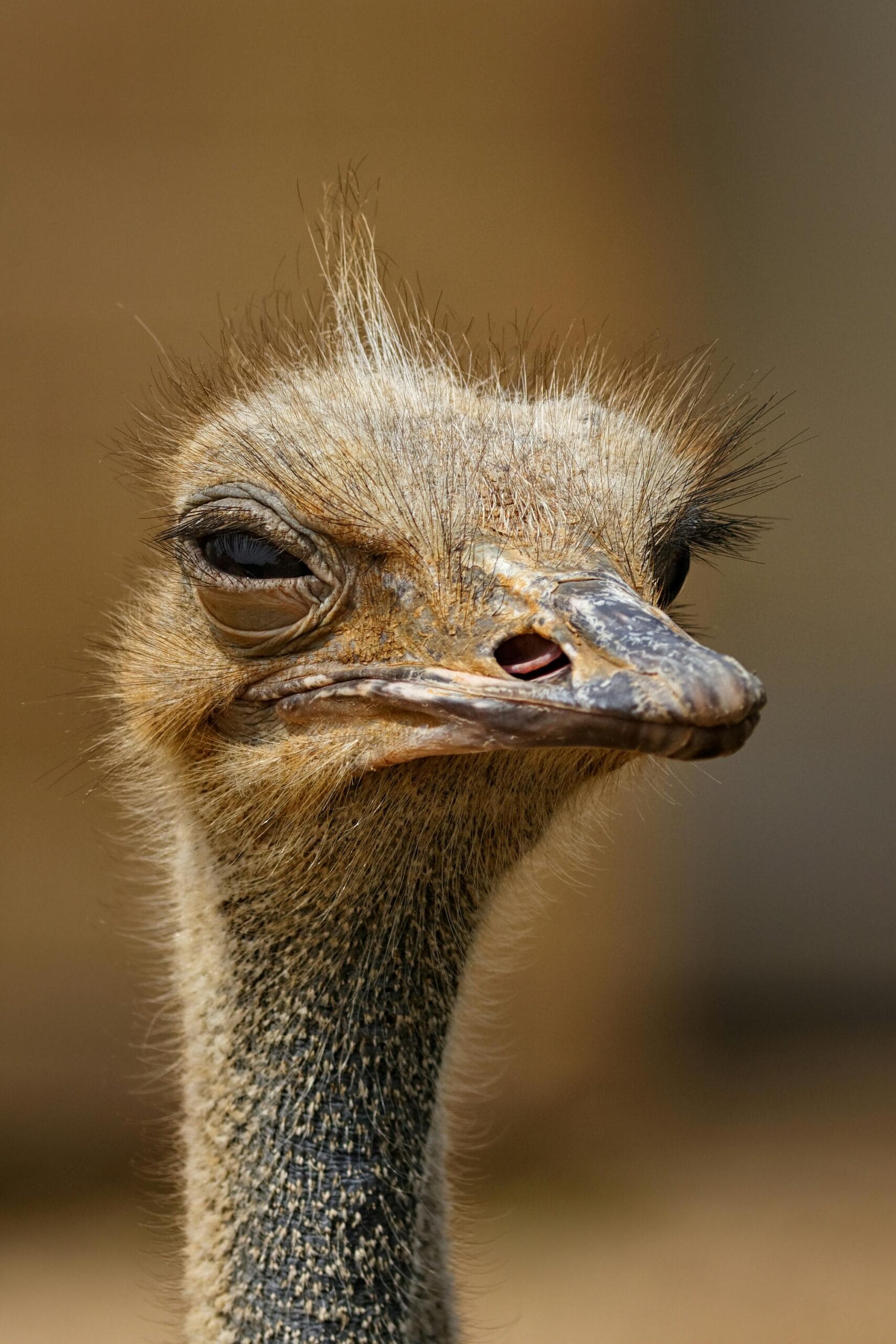 Customizable safari itineraries in Africa 1 Detailed close-up of an ostrich showcasing its unique features and expression.