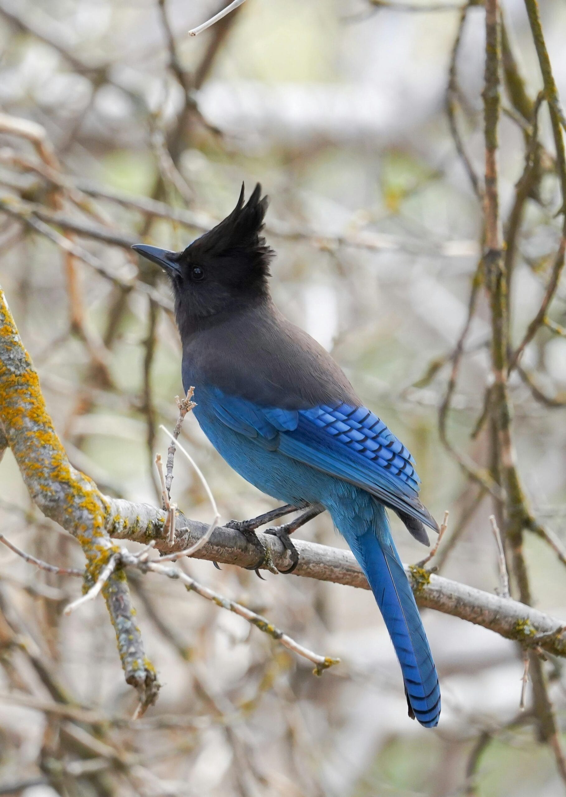 Tarangire National Park for birdwatchers 1 Close-up of a vibrant Steller's Jay on a tree branch, showcasing its striking blue feathers in Oak Glen, California.