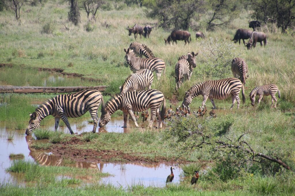 Zebras drink from a waterhole in a lush African savannah, surrounded by wildlife.