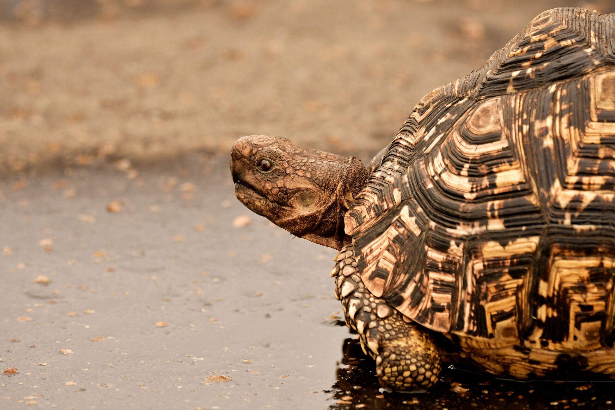 Close-up of a leopard tortoise crossing wet pavement in South Africa's Bo-Karoo region.