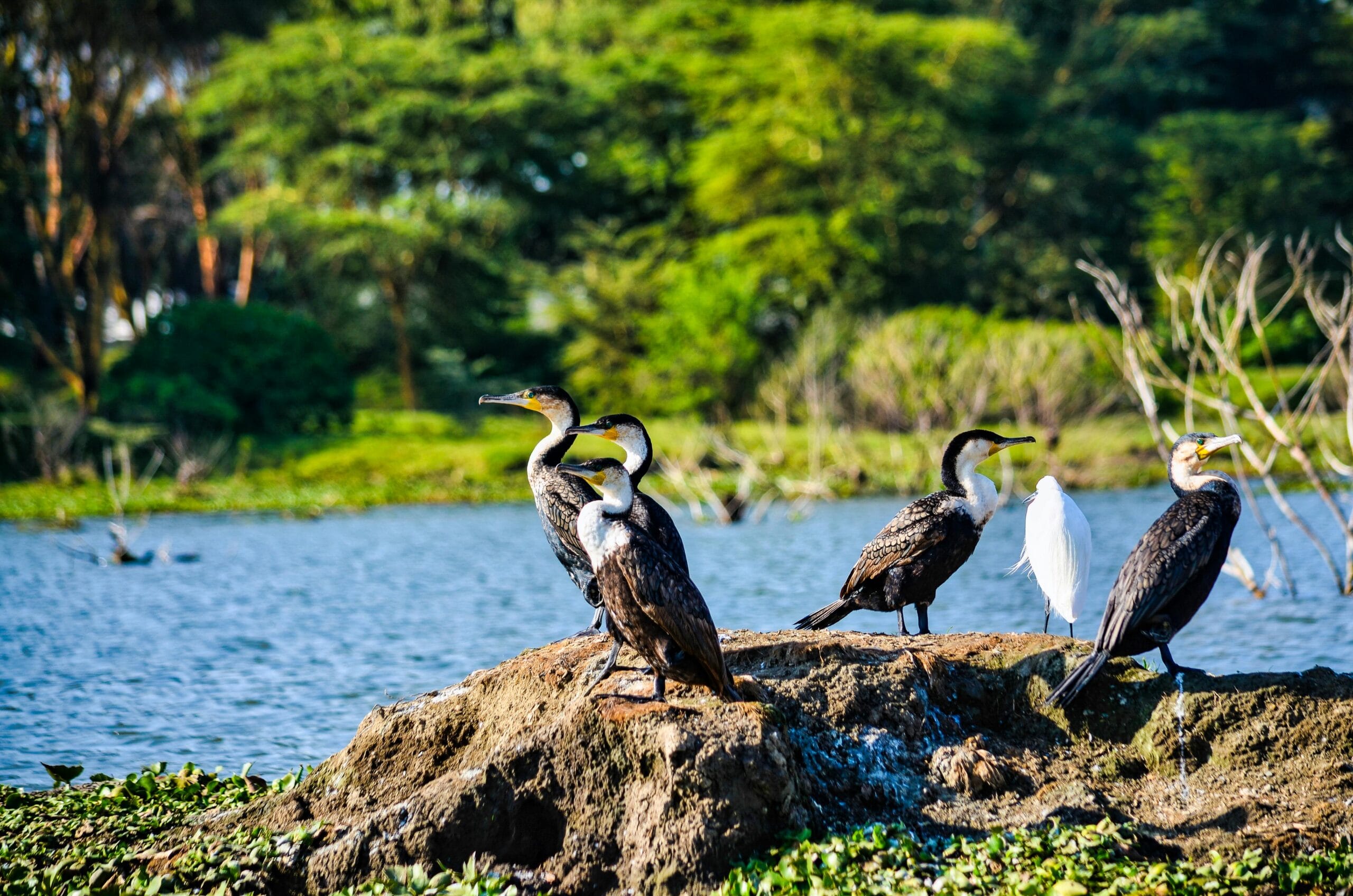 Diverse bird species by Lake Nakuru, Kenya, showcasing vibrant wildlife and natural beauty.