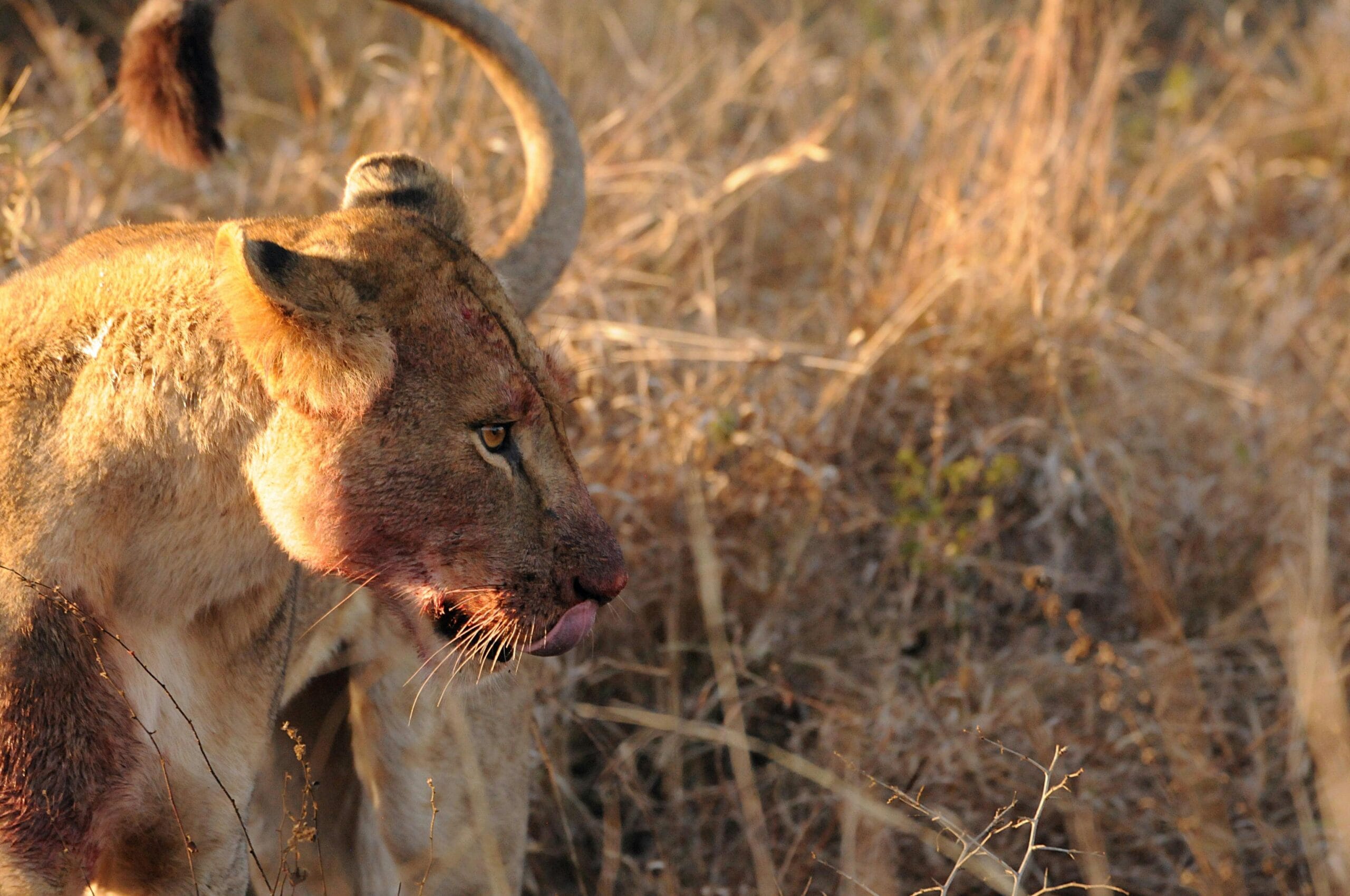 A fierce lioness with a bloody mouth stands in dry African grasslands, showcasing the raw beauty of wildlife.