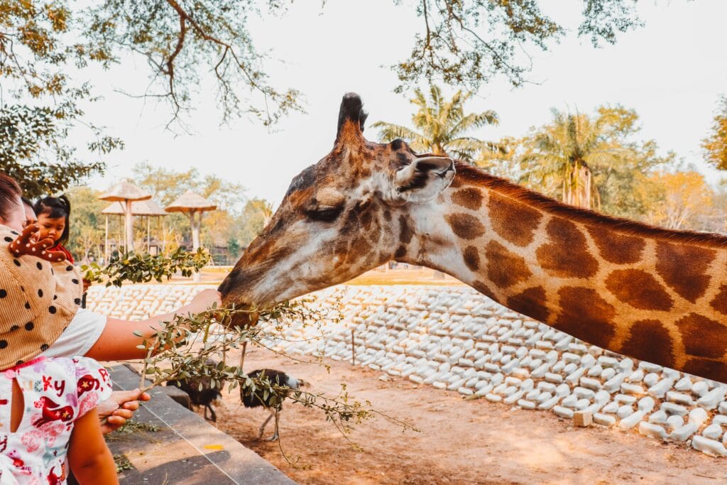 A young child feeds a giraffe in a zoo, creating a fun animal interaction.