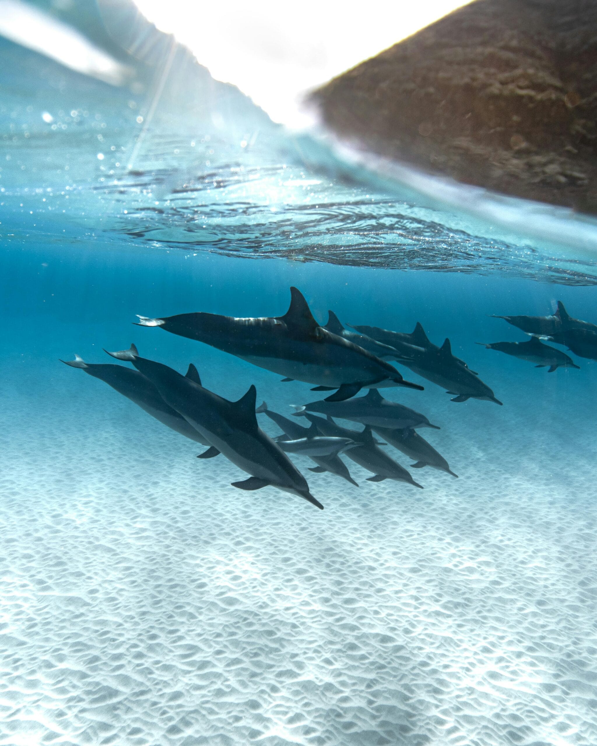 Wildlife encounters in Zanzibar's marine parks 2 Captivating underwater scene of dolphins swimming gracefully in clear blue ocean waters.