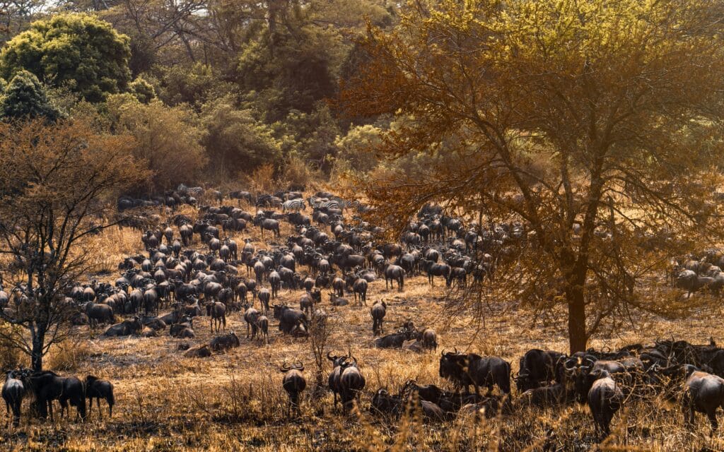 Where to See the Great Migration in July: A Guide to Unmissable Wildlife Viewing 21 A large herd of wildebeests grazing in the Serengeti, Tanzania.