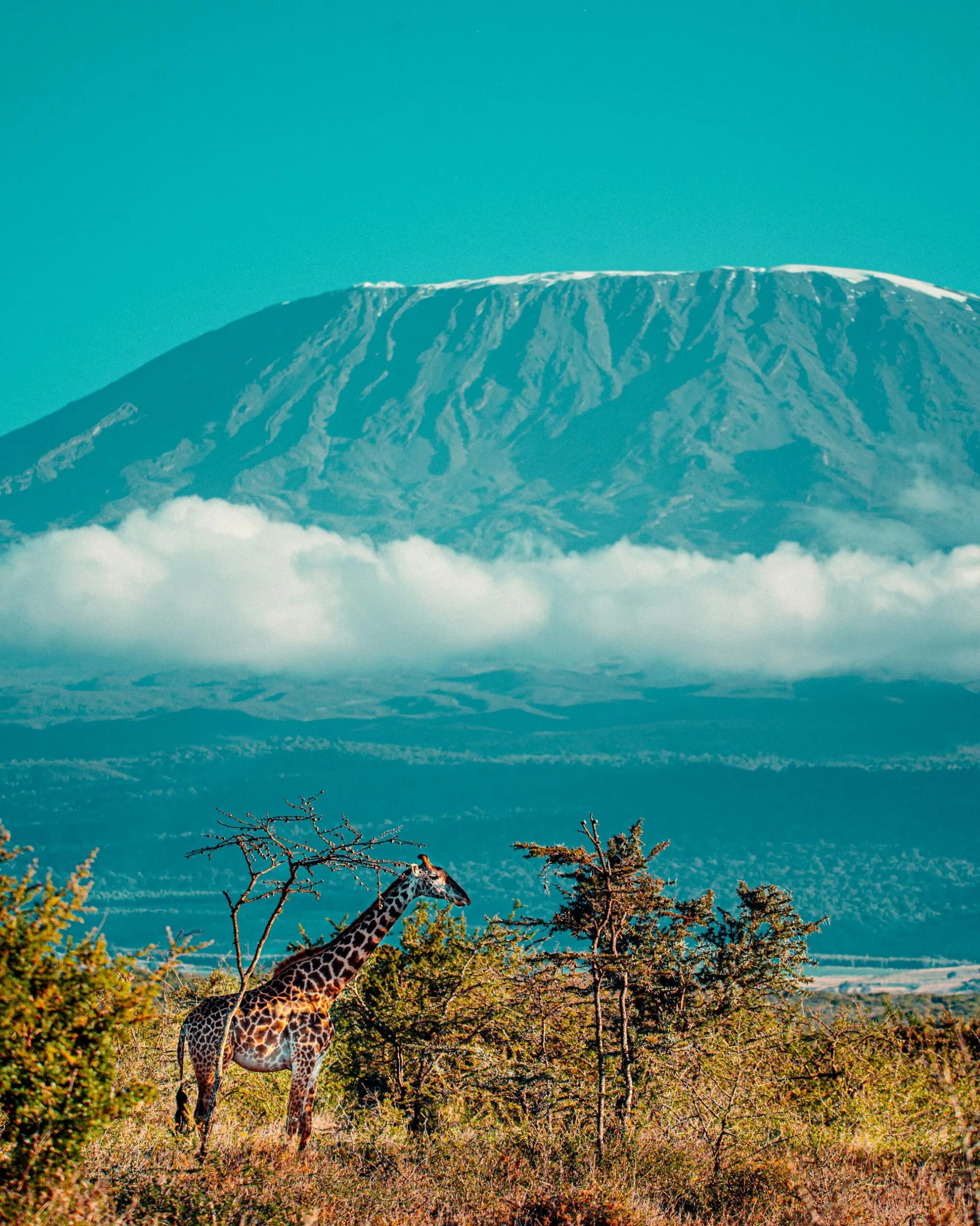 6 Days 5 Nights Tanzania Big Five Safari & Materuni Waterfalls 7 A majestic giraffe in the Serengeti with Mount Kilimanjaro in the background under a clear sky.