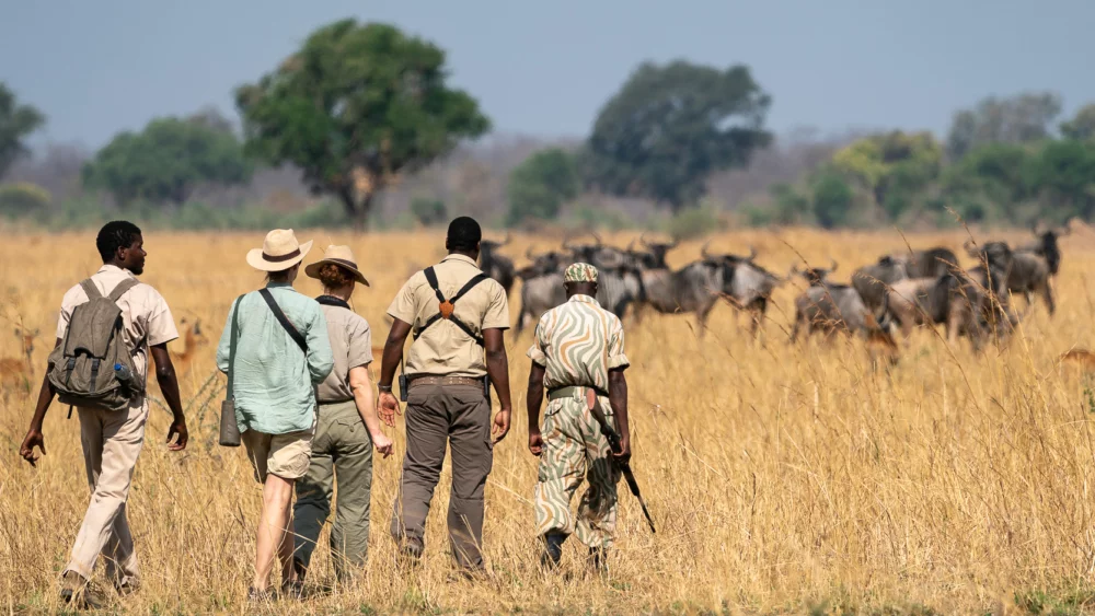 the mobile walking safari the mobile walking safari robin pope safaris 8 e1662996257444 1000x563 1
