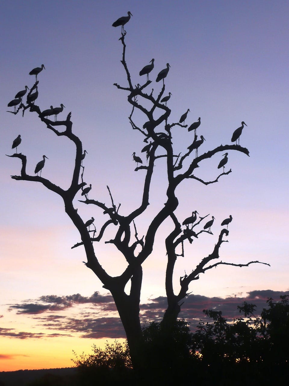 13 Days Tanzania Safari & Zanzibar Beach Holiday 11 tarangire, safari, tree, africa, nature, sunset, birds