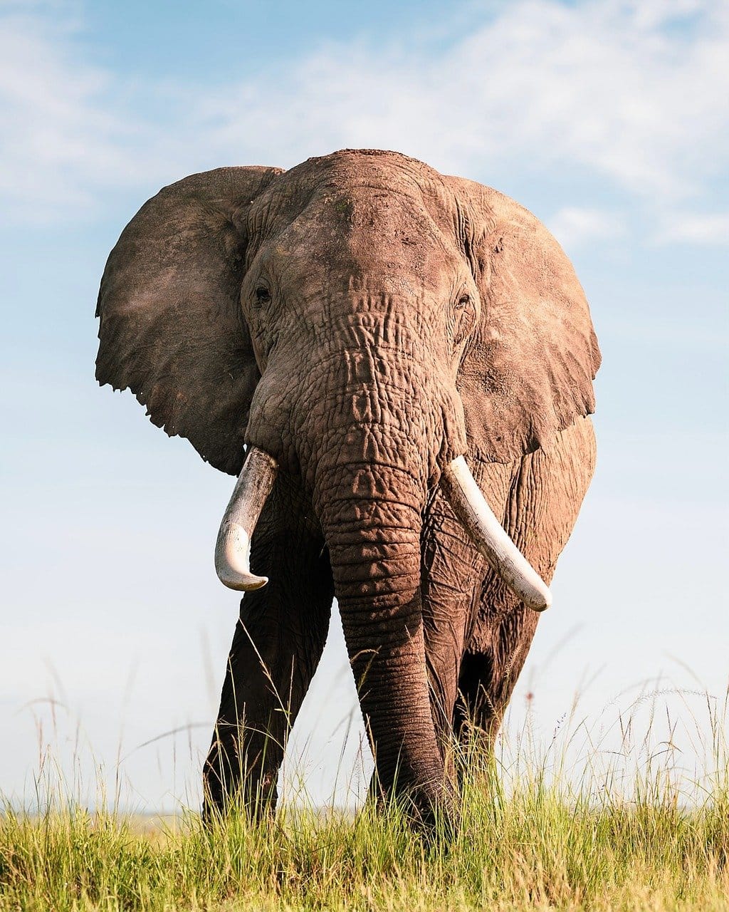 13 Days Tanzania Safari & Zanzibar Beach Holiday 9 elephant, nature, wildlife, safari, animal, mammal, pachyderm, trunk, man, africa, wilderness, india, cute