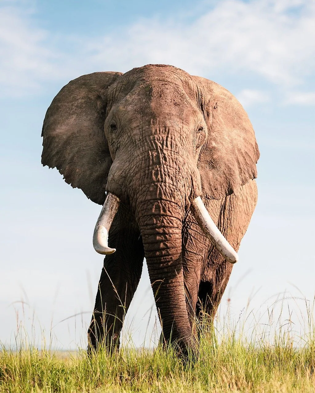 6 Days 5 Nights Tanzania Big Five Safari & Materuni Waterfalls 1 elephant, nature, wildlife, safari, animal, mammal, pachyderm, trunk, man, africa, wilderness, india, cute