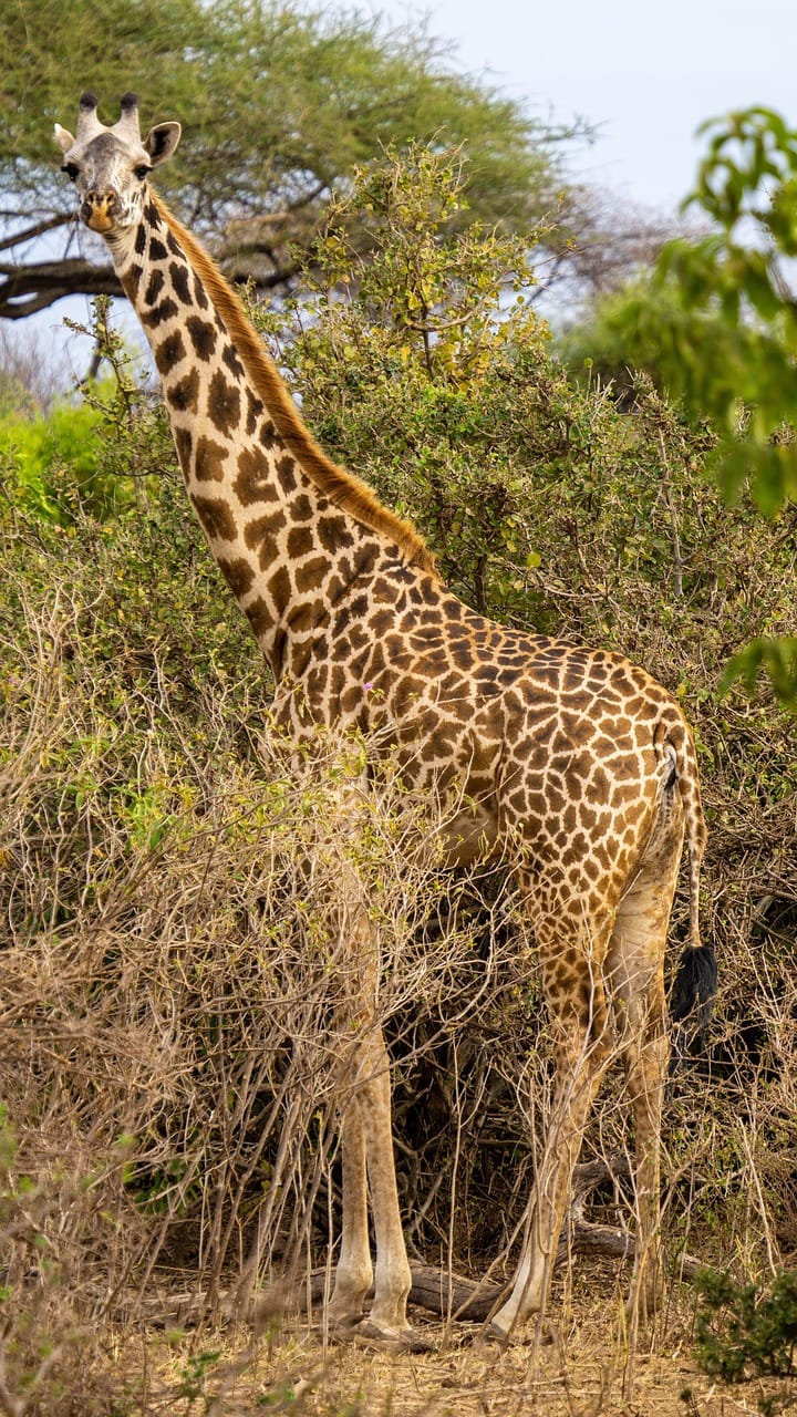 13 Days Tanzania Safari & Zanzibar Beach Holiday 14 giraffe, tanzania, africa, nature, wildlife, wilderness, animal, giraffe, giraffe, giraffe, giraffe, giraffe, tanzania, tanzania