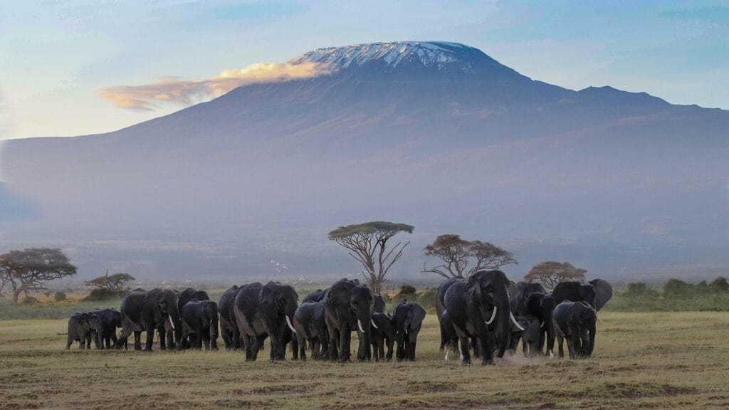 Kilimanjaro 3 africa, kenya, amboseli, safari, wildlife, wilderness, nature, national park, landscape, savannah, elephants, kilimanjaro, elephant herd, kenya, amboseli, kilimanjaro, kilimanjaro, kilimanjaro, kilimanjaro, kilimanjaro