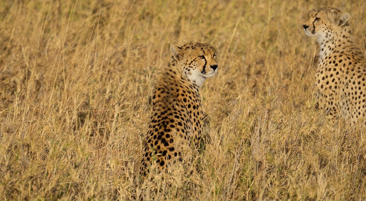 7 Days Zanzibar Island & Safari 8 cheetah, wilderness, wildlife, tanzania, serengeti, nature, animal, africa, big cat, predator