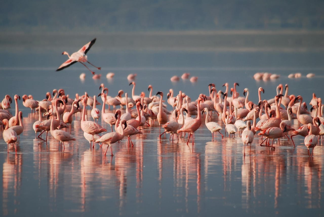 birds, flamingos, ornithology, species, fauna, avian, nature, animals, africa, wildlife, wild, safari, lake, tropical, feathers